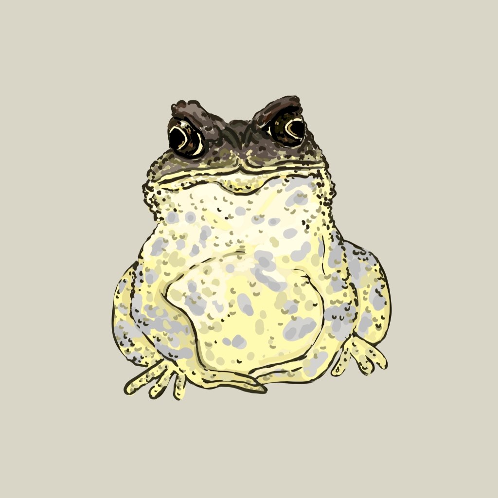 黑眶蟾蜍（癩蝦蟆）